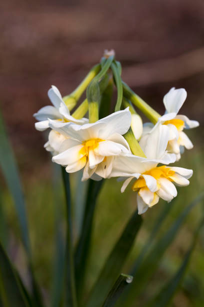 istock Bright blooming daffodils. Flowering narcissus flowers. Spring daffodils. 1076866166