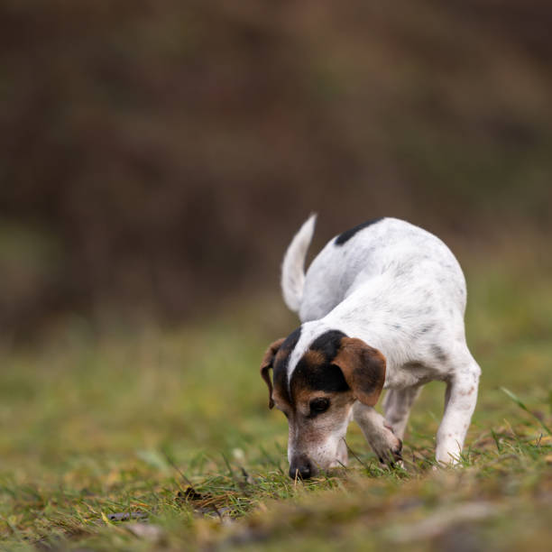 istock Jack Russell Terrier dog in the forest 1076870190