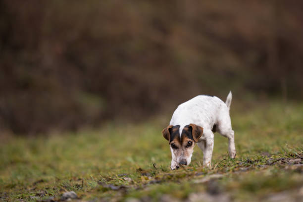 istock Jack Russell Terrier dog in the forest 1076870482