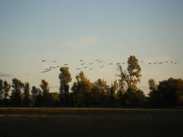 istock Birds flying over the trees in the horizon 1076870794