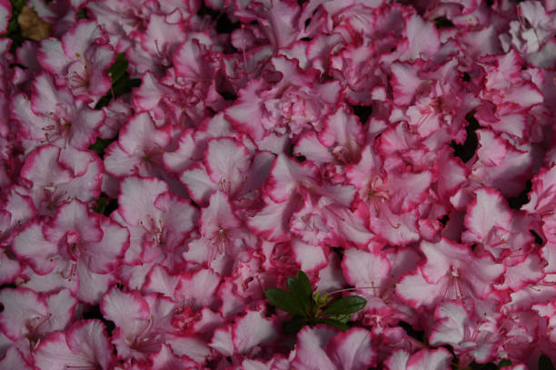 istock Flower Petals Up Close 1076877136