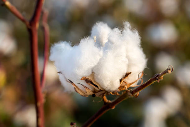 istock Cotton fields ready for harvesting, agriculture photo. 1076878504