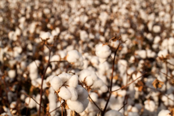istock Cotton fields ready for harvesting, agriculture photo. 1076878540