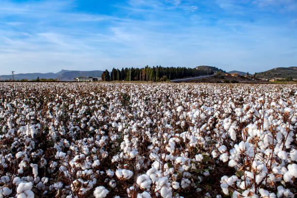 istock Cotton fields ready for harvesting, agriculture photo. 1076878868