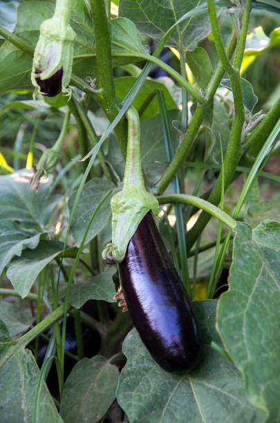 istock Fresh organic, natural agriculture; eggplant field, harvest. 1076885132