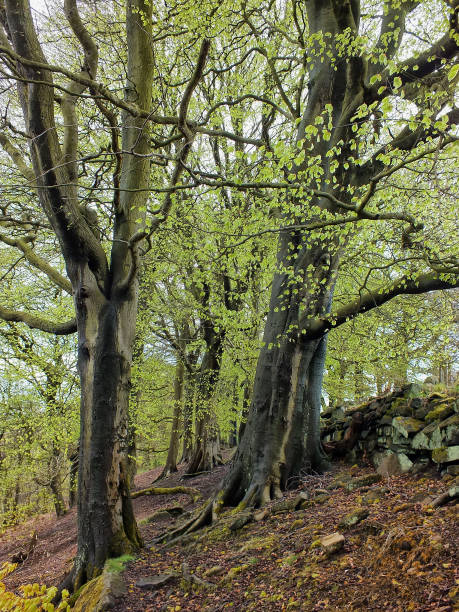 istock forest trees in spring with new green leaves on a steep hillside with an old stone wall 1076885810