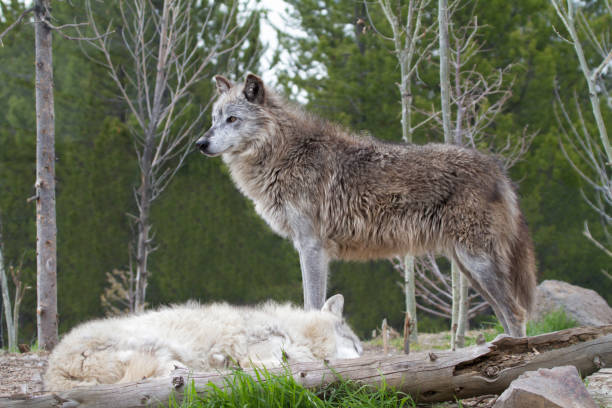 istock Grey Wolf Standing Guard over his Mate 1076886364