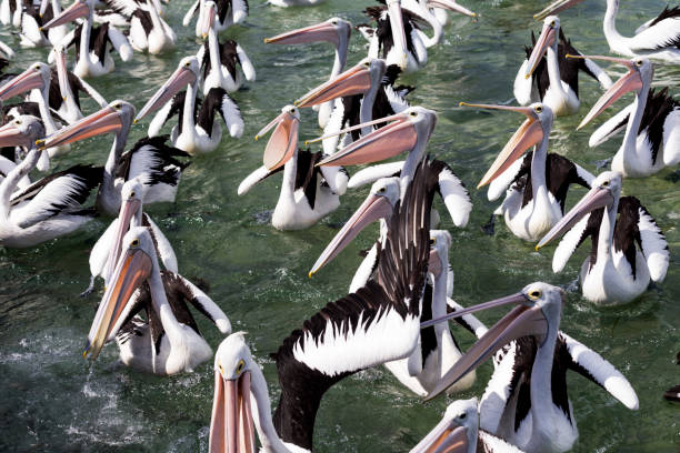 склоки пеликанов - pelican beak open bird стоковые фото и изображения