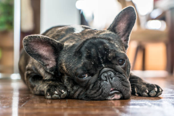 istock french bulldog sleeping on the floor 1076901920