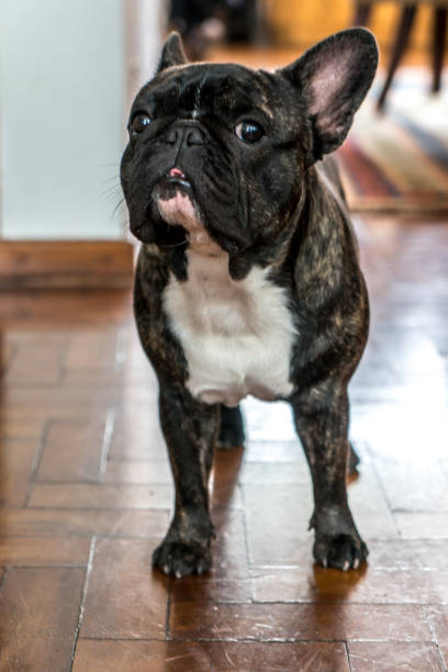 istock french bulldog with tongue out posing 1076901940