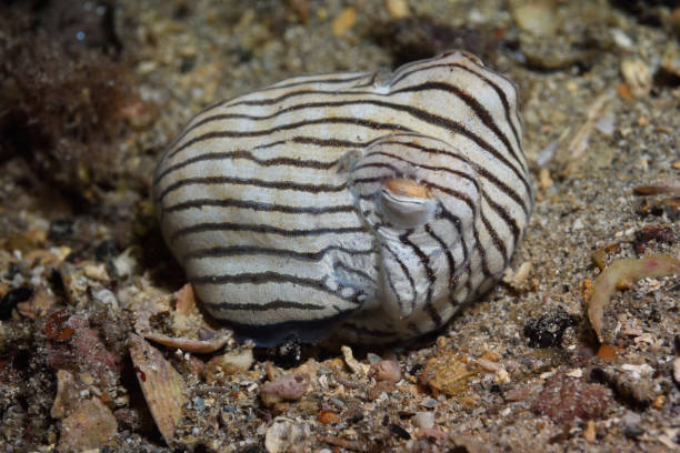 istock Striped Pyjama Squid, South Australia 1076904374