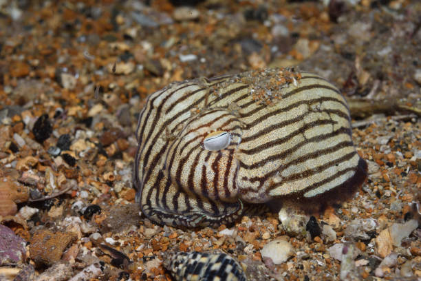 istock Striped Pyjama Squid, South Australia 1076904578