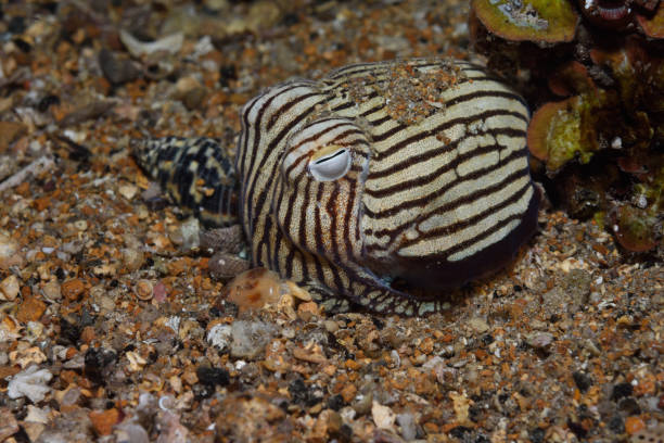 istock Striped Pyjama Squid, South Australia 1076904584