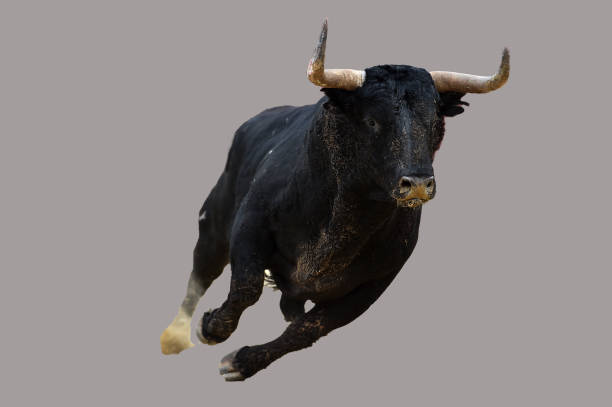 istock black bull in spain 1076907774