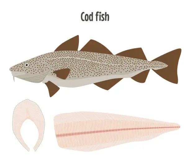 Vector illustration of Codfish, steak and fillet vector illustration