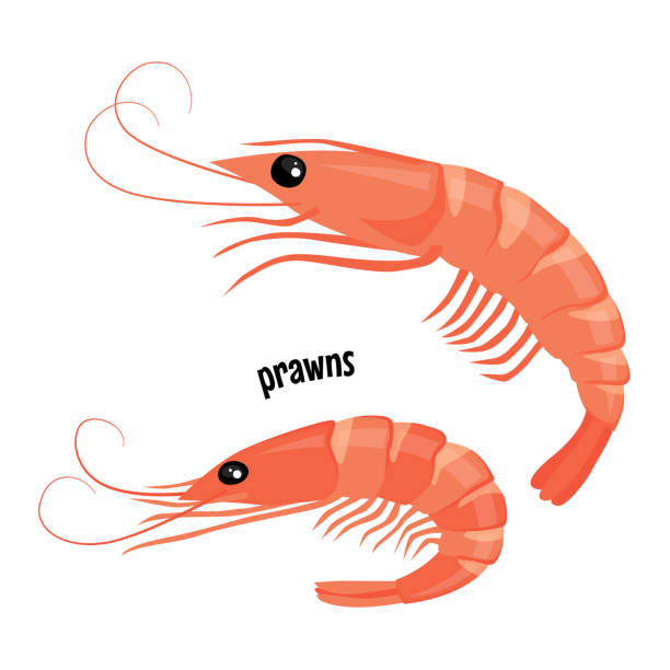 garnelen oder shrimps vektor - felsengarnele stock-grafiken, -clipart, -cartoons und -symbole