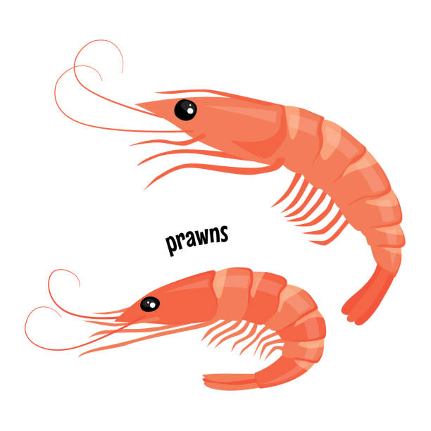 вектор креветок или креветок - prawn seafood freshness prepared shellfish stock illustrations