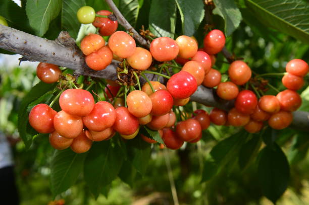istock The ripe cherries are on the tree 1076909474