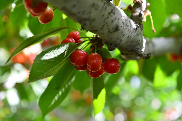 istock The ripe cherries are on the tree 1076909916