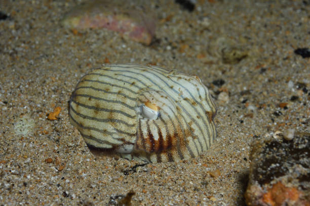istock Striped Pyjama Squid, South Australia 1076915042