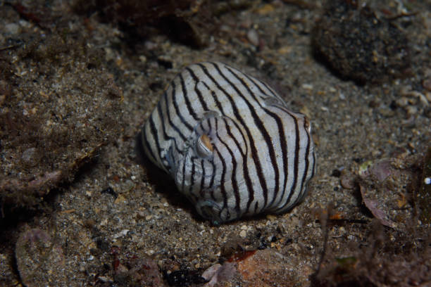 istock Striped Pyjama Squid, South Australia 1076915046