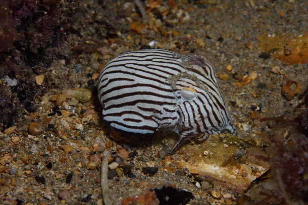 istock Striped Pyjama Squid, South Australia 1076915064