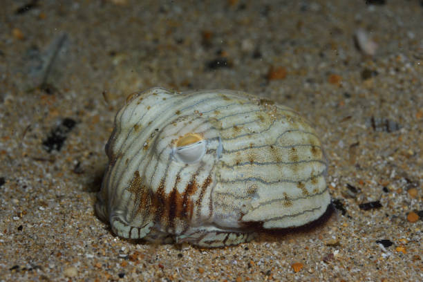 istock Striped Pyjama Squid, South Australia 1076918332