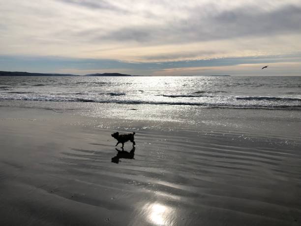 istock Cairn Terrier at the seaside 1076921694