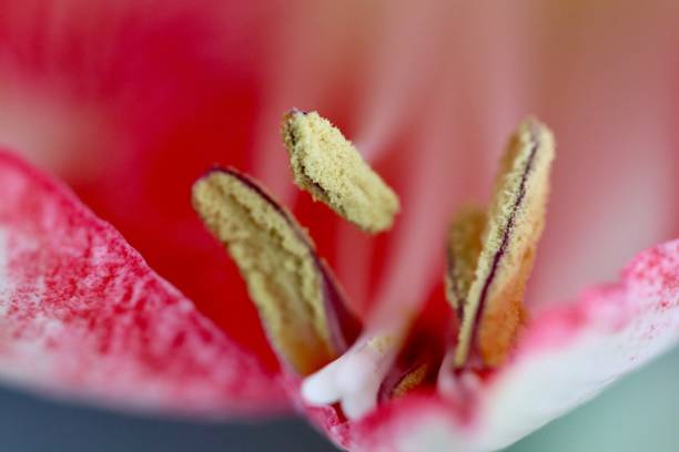 un coeur de fleur amarillys rouge - josianne toubeix photos et images de collection