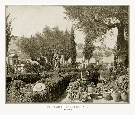 Antique Palestine Photograph: The Garden of Gethsemane, Palestine, 1893. Source: Original edition from my own archives. Copyright has expired on this artwork. Digitally restored.