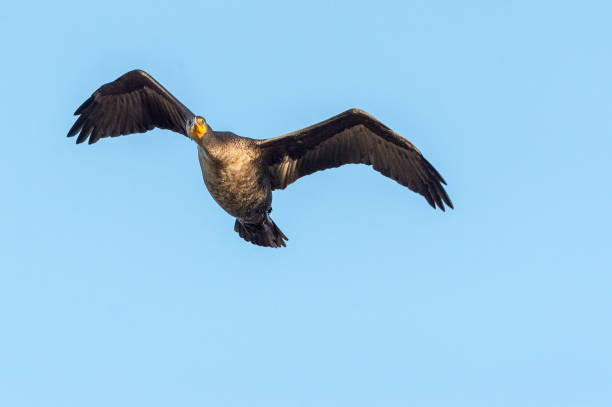 istock Double-crested Cormorant wings high looking ahead 1076927652