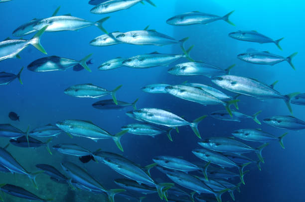 istock Yellowtail Kingfish, Queensland, Australia 1076929534