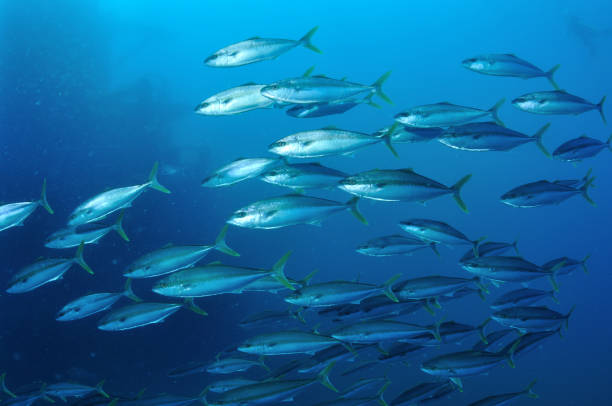istock Yellowtail Kingfish, Queensland, Australia 1076929604