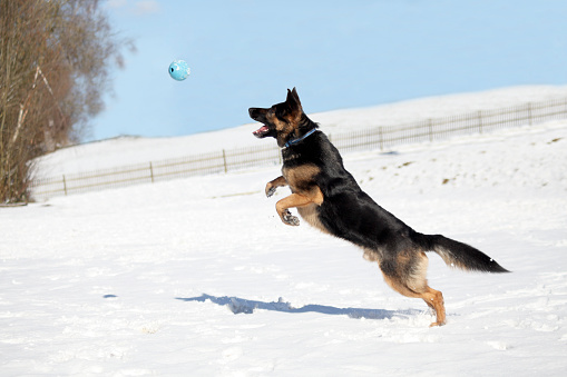 German Shepherd dog catch ball in winter. Dog play in snow and jump to catch a toy