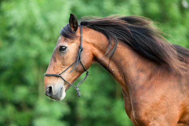 istock Horse at a gallop 1076932328