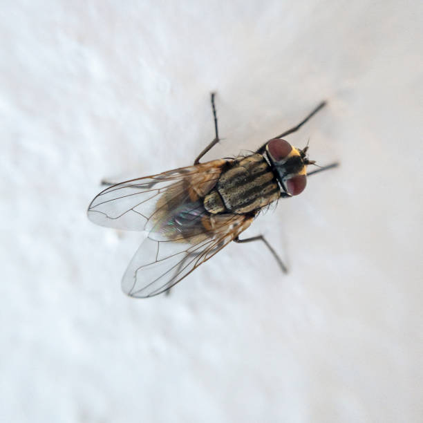 istock Top View Of A Fly 1076932652