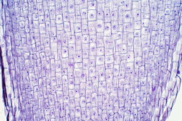 istock Root tip of Onion and Mitosis cell in the Root tip for education 1076937558