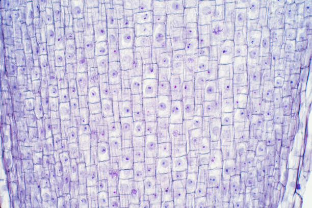 istock Root tip of Onion and Mitosis cell in the Root tip for education 1076937560