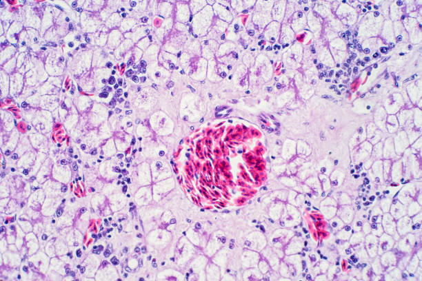 istock Human liver tissue under the microscope view. Histological for human physiology. 1076937612