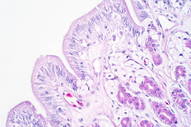 istock Human large intestine tissue under microscope view. Histological for human physiology. 1076937656