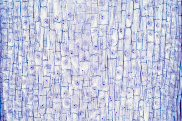 istock Root tip of Onion and Mitosis cell in the Root tip for education. 1076937660
