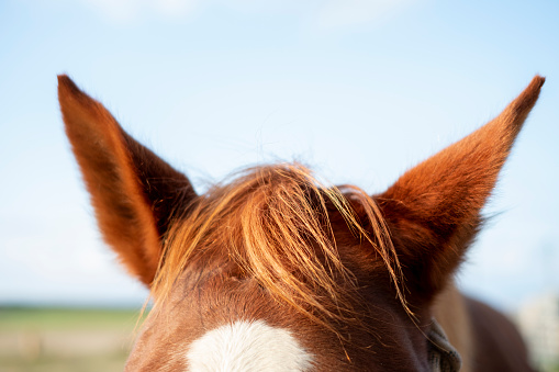 Brown horse ears sideways