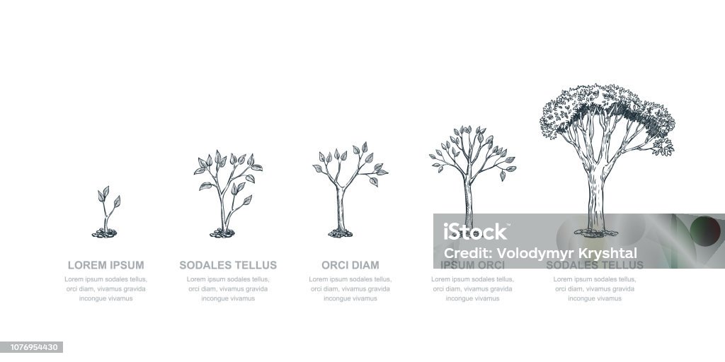 Fasi di albero in crescita, illustrazione di schizzo vettoriale. Concetto di business di crescita degli investimenti e della finanza. Modello infografico - arte vettoriale royalty-free di Albero