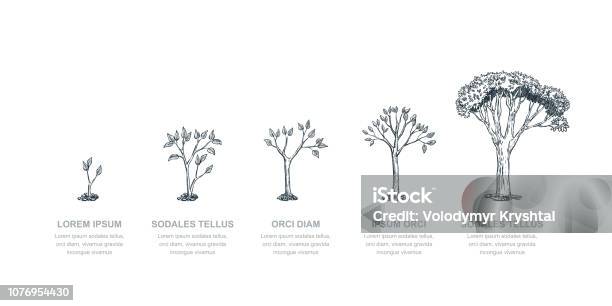 Stages Of Growing Tree Vector Sketch Illustration Investment And Finance Growth Business Concept Infographic Template Stock Illustration - Download Image Now