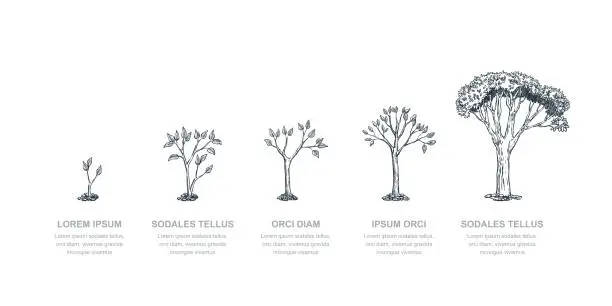 Vector illustration of Stages of growing tree, vector sketch illustration. Investment and finance growth business concept. Infographic template