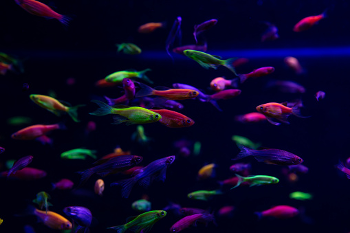 Neon glow fish color freshwater  aquarium pets home aqua