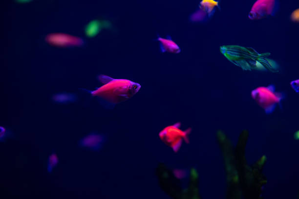 istock Neon glow fish color freshwater  aquarium pets 1076961138