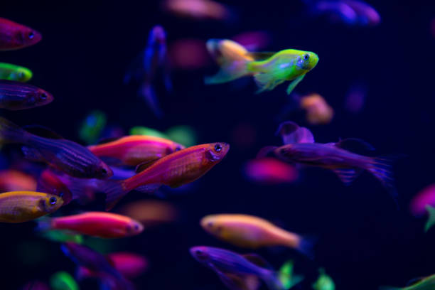 animali domestici dell'acquario d'acqua dolce color pesce bagliore al neon - jellyfish underwater water light foto e immagini stock