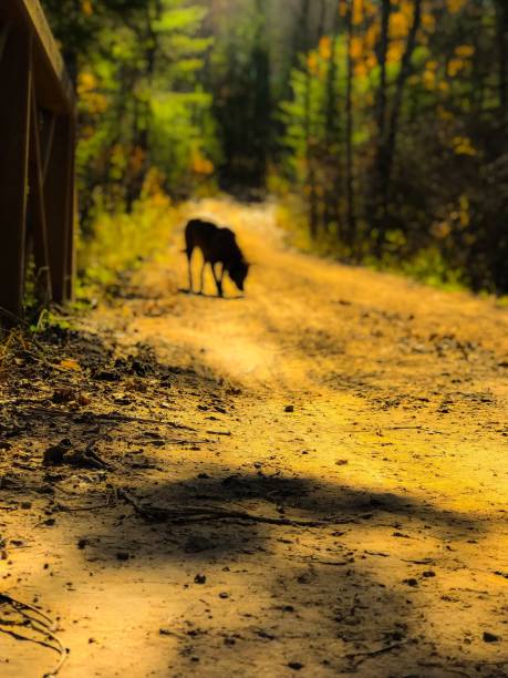 Portrait of a rural dirt road, looking back from standing on a bridge. Silhouette of dog, looking wild in the wilderness, in the background . Digital enhancements applied.