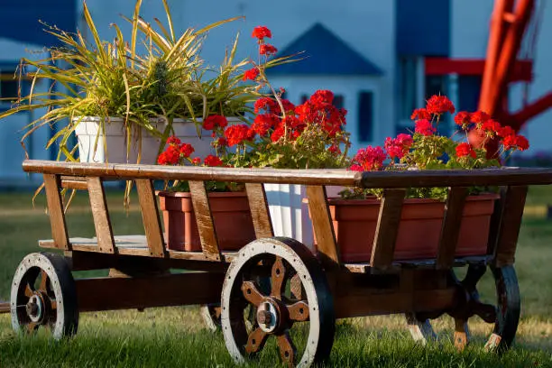 An old wooden cart full of bright flowers in pots. Decoration and greening of the territory of the production facility